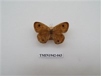 藏品(密紋波眼蝶)的圖片